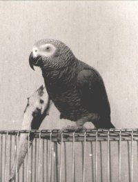Bild von Kasimir